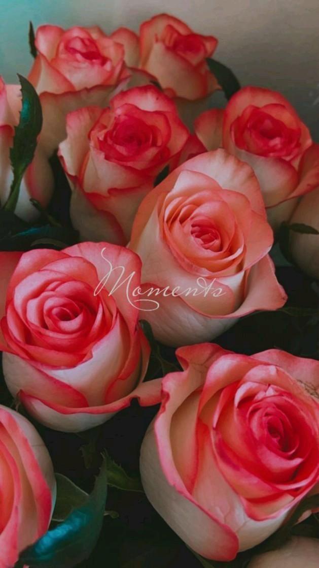 Serene Elegance Pastel Blossom Array